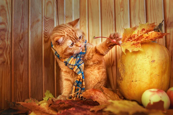 Britische Kurzhaarkatze im Herbst. rote Katze in blauem Schal mit Herbstblättern auf Holzgrund. die britische Katze mit einem Kürbis und Herbstblättern. — Stockfoto