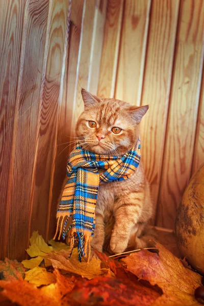 Britische Kurzhaarkatze im Herbst. rote Katze in blauem Schal mit Herbstblättern auf Holzgrund. die britische Katze mit einem Kürbis und Herbstblättern. — Stockfoto