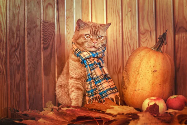 Britische Kurzhaarkatze im Herbst. rote Katze in blauem Schal mit Herbstblättern auf Holzgrund. die britische Katze mit einem Kürbis und Herbstblättern. — Stockfoto