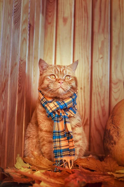 Britische Kurzhaarkatze im Herbst. rote Katze in blauem Schal mit Herbstblättern auf Holzgrund. die britische Katze mit einem Kürbis und Herbstblättern. — Stockfoto