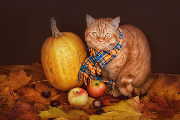 Britische Kurzhaarkatze im Herbst. rote Katze in blauem Schal mit Herbstblättern auf Holzgrund. die britische Katze mit einem Kürbis und Herbstblättern. — Stockfoto