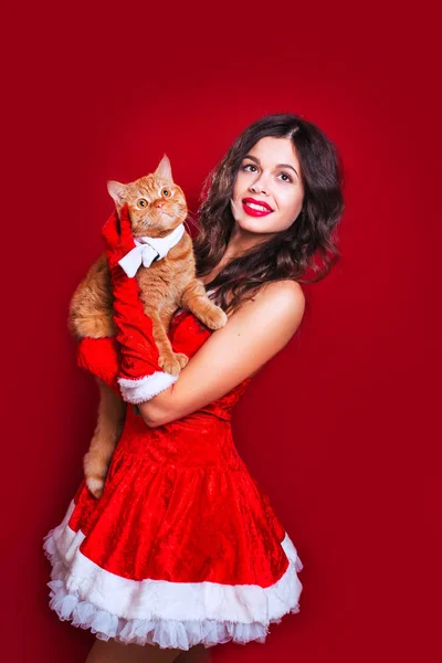 Retrato de hermosa chica sexy con ropa de Santa Claus con gato rojo británico — Foto de Stock