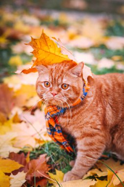 Güzel kırmızı İngiliz kedi sarı gözleri n mavi eşarp açık ile. Sarı yaprakları sonbahar kedi.