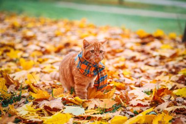 Güzel kırmızı İngiliz kedi sarı gözleri n mavi eşarp açık ile. Sarı yaprakları sonbahar kedi.