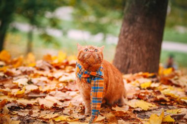 Güzel kırmızı İngiliz kedi sarı gözleri n mavi eşarp açık ile. Sarı yaprakları sonbahar kedi.