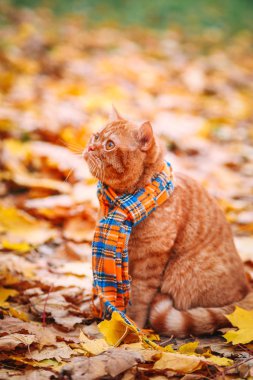 Güzel kırmızı İngiliz kedi sarı gözleri n mavi eşarp açık ile. Sarı yaprakları sonbahar kedi.