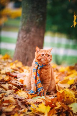 Güzel kırmızı İngiliz kedi sarı gözleri n mavi eşarp açık ile. Sarı yaprakları sonbahar kedi.