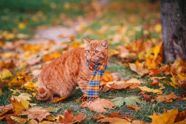 Schöne rote britische Katze mit gelben Augen und blauem Schal im Freien. Herbstkatze in gelben Blättern. — Stockfoto