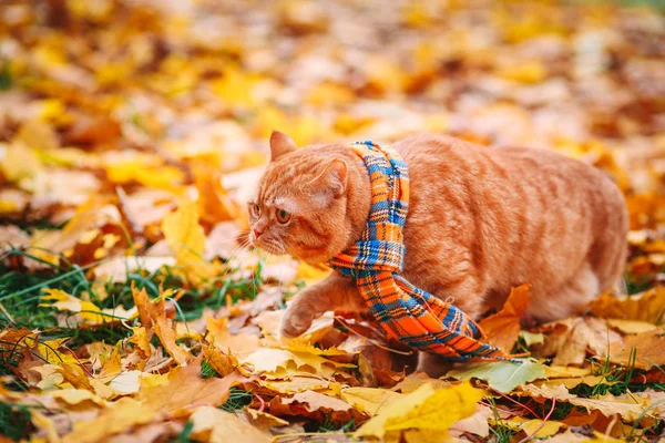 Schöne rote britische Katze mit gelben Augen und blauem Schal im Freien. Herbstkatze in gelben Blättern. — Stockfoto