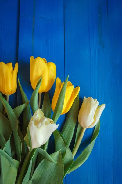 Gele en witte beautifu tulpen op blauwe houten achtergrond met ruimte voor bericht. — Stockfoto