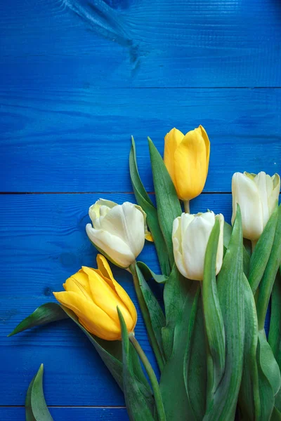 Gele en witte beautifu tulpen op blauwe houten achtergrond met ruimte voor bericht. — Stockfoto