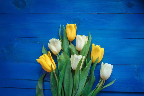 Amarelo e branco beautifu tulipas no fundo de madeira azul com espaço para a mensagem . — Fotografia de Stock