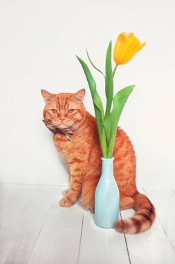 Papyon ooking ile kedi zencefil ve ahşap arka plan üzerinde otururken, bahar çiçekleri su-cam.