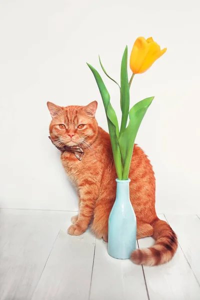 Ingwerkatze mit Fliege, die auf dem Holzgrund sitzt, Frühlingsblumen im Wasserglas. — Stockfoto