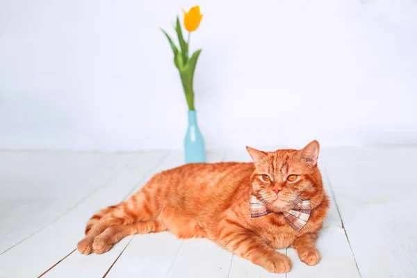 Ingwerkatze mit Fliege liegt auf dem hölzernen Hintergrund . — Stockfoto