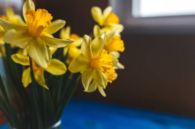 Nergis veya nergis çiçek mavi ahşap zemin üzerine sarı. Seçici odak. Metin için yer.