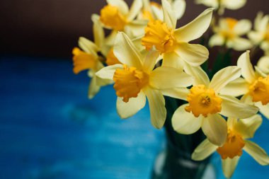 Nergis veya nergis çiçek mavi ahşap zemin üzerine sarı. Seçici odak. Metin için yer.