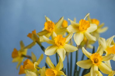 Nergis veya nergis çiçek mavi zemin üzerine sarı. Seçici odak. Metin için yer.