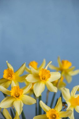 Nergis veya nergis çiçek mavi zemin üzerine sarı. Seçici odak. Metin için yer.