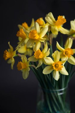 Nergis veya nergis çiçek siyah zemin üzerine sarı. Seçici odak. Metin için yer.