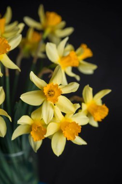 Nergis veya nergis çiçek siyah zemin üzerine sarı. Seçici odak. Metin için yer.