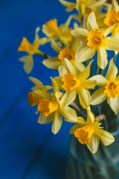 Κίτρινος νάρκισσος ή ασφόδελος λουλούδια σε μπλε φόντο ξύλινη. Επιλεκτική εστίαση. Θέση για το κείμενο. — Φωτογραφία Αρχείου