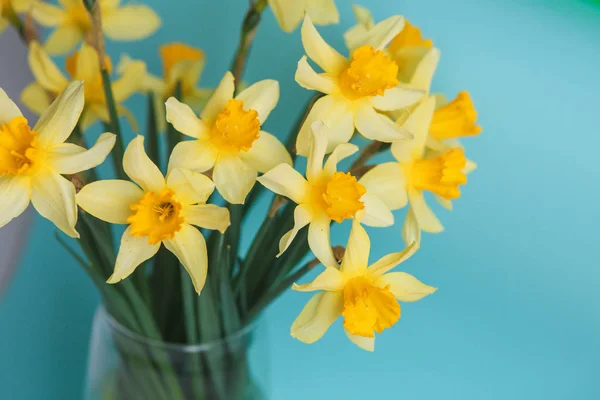 Κίτρινος Νάρκισσος ή ασφόδελος λουλούδια σε ακουαμαρίνα φόντο. Επιλεκτική εστίαση. Θέση για το κείμενο. — Φωτογραφία Αρχείου