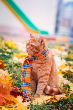 Britanya ile ilgili stenografi kırmızı kedi Güz