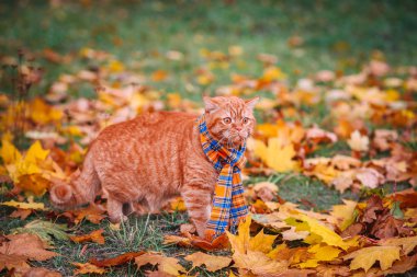 Britanya ile ilgili stenografi kırmızı kedi Güz