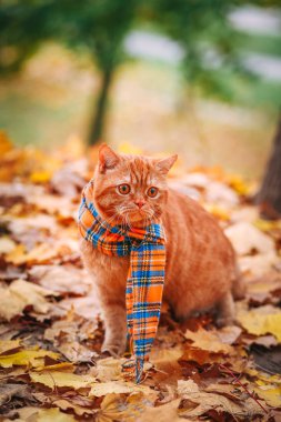 Britanya ile ilgili stenografi kırmızı kedi Güz