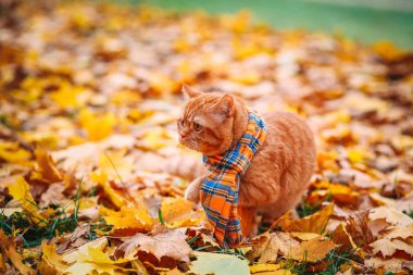 Britanya ile ilgili stenografi kırmızı kedi Güz