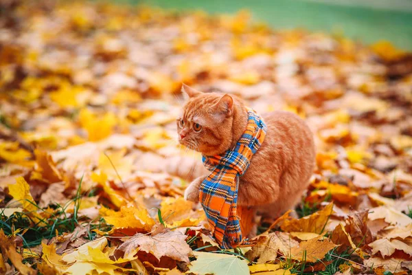 Britanya ile ilgili stenografi kırmızı kedi Güz