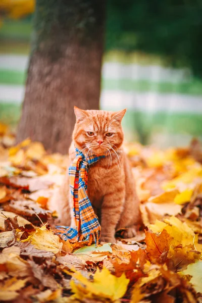 Britânico gato vermelho shorthair no outono — Fotografia de Stock
