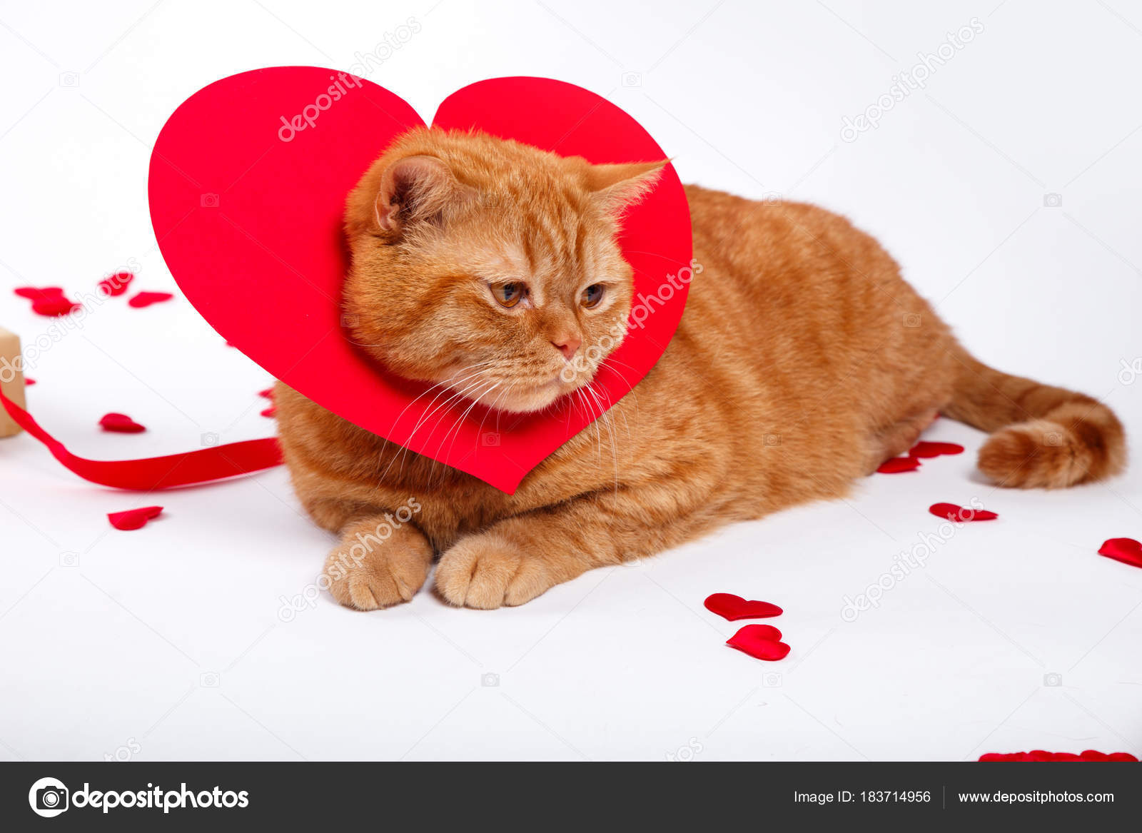 Chat Britannique Chat Portrait Saint Valentin Coeur Image Libre De Droit Par Helenaak14 C Chat Britannique Chat Portrait Saint Valentin Coeur Image Libre De Droit Par Helenaak14 C