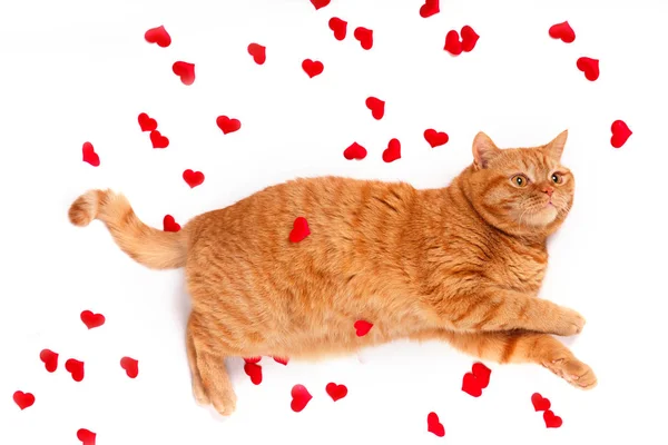 Britische Katze, Portraitkatze, Valentinstag, Herz — Stockfoto