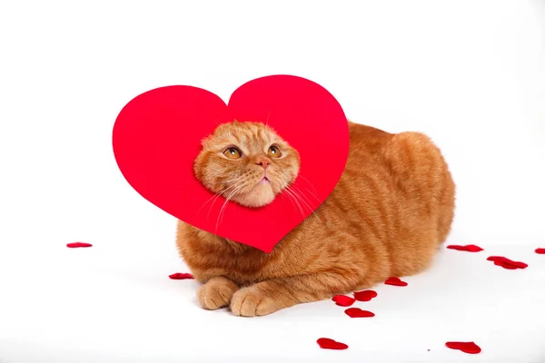 Chat britannique, chat portrait, Saint Valentin, coeur — Photo