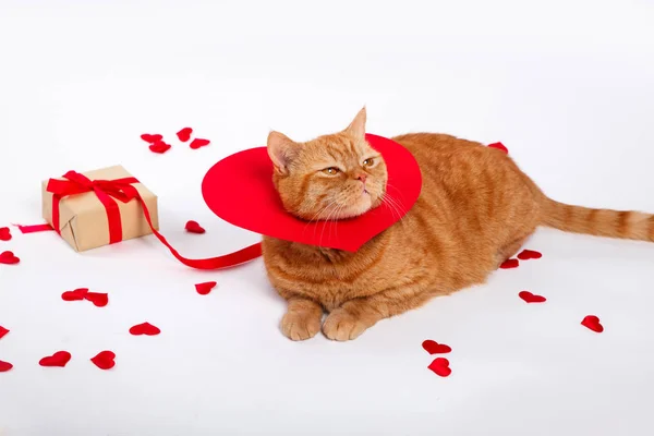 Gato británico, gato retrato, San Valentín, corazón — Foto de Stock