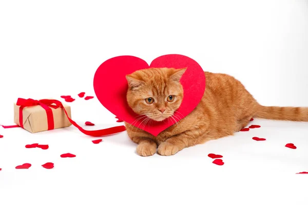 Britská kočka, portrét kočka, den svatého Valentýna, srdce — Stock fotografie