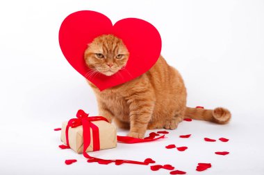 İngiliz kedi, portre kedi, Sevgililer günü, kalp