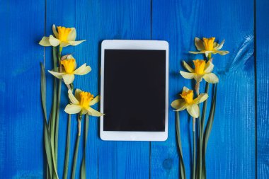 Parlak sarı nergis veya nergis çiçek ve tablet mavi ahşap arka plan üzerinde. Metin için yer.