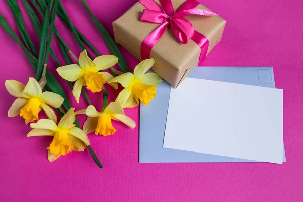 Brilhante narciso amarelo ou flores narciso e cartão de saudação e presente no fundo rosa . — Fotografia de Stock