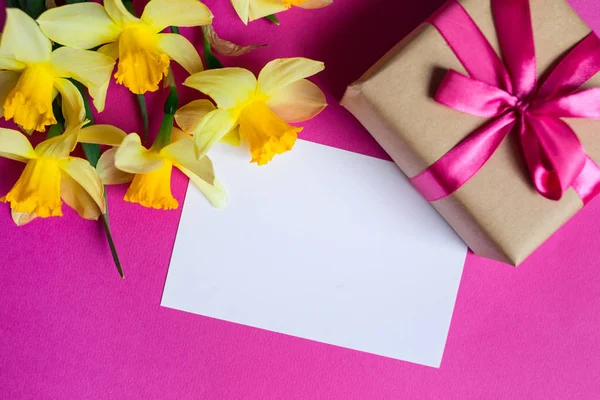 Brilhante narciso amarelo ou flores narciso e cartão de saudação e presente no fundo rosa . — Fotografia de Stock