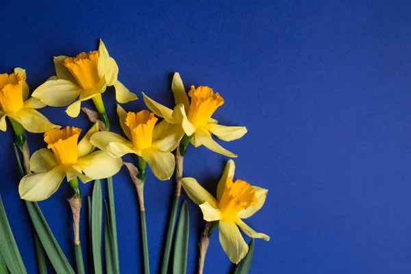 Φωτεινό κίτρινο νάρκισσο ή ασφόδελος λουλούδια σε μπλε φόντο. Επιλεκτική εστίαση. Θέση για το κείμενο. — Φωτογραφία Αρχείου