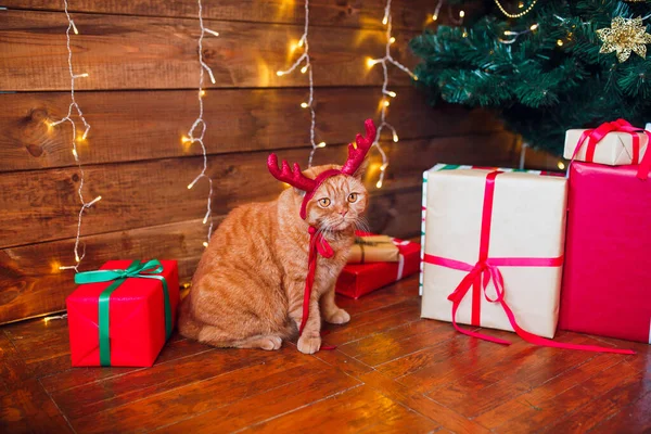Karácsonyi macska. Gyömbér gímszarvas szarv ül alatt Christmas tree és a jelenlegi brit macska. — Stock Fotó