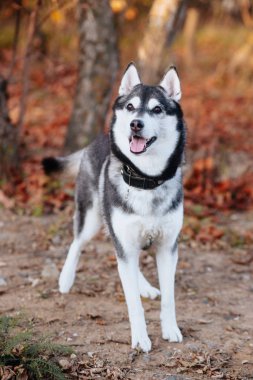 Sonbahar parkında eğlenceli, aktif bir köpek.