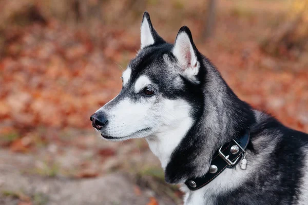 Porträtt av Husky tittar bort i höstparken — Stockfoto