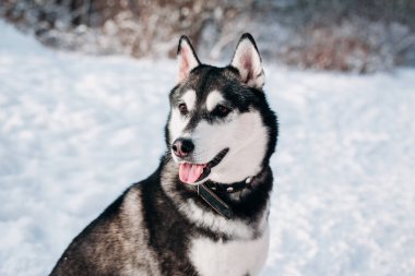 Siberian dış yapraklar kar kış ormandaki portresi