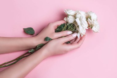 Kadının elleri pembe arka planda taze beyaz gül tomurcukları tutuyor. Üst Manzara. Düz kat. Kincare