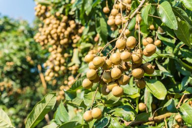 Longan meyve bahçeleri - Lamphun, T tropikal meyve güzel longan