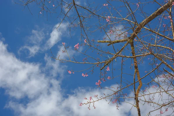 Lente kersenbloesem, roze bloemen met blauwe lucht. — Stockfoto